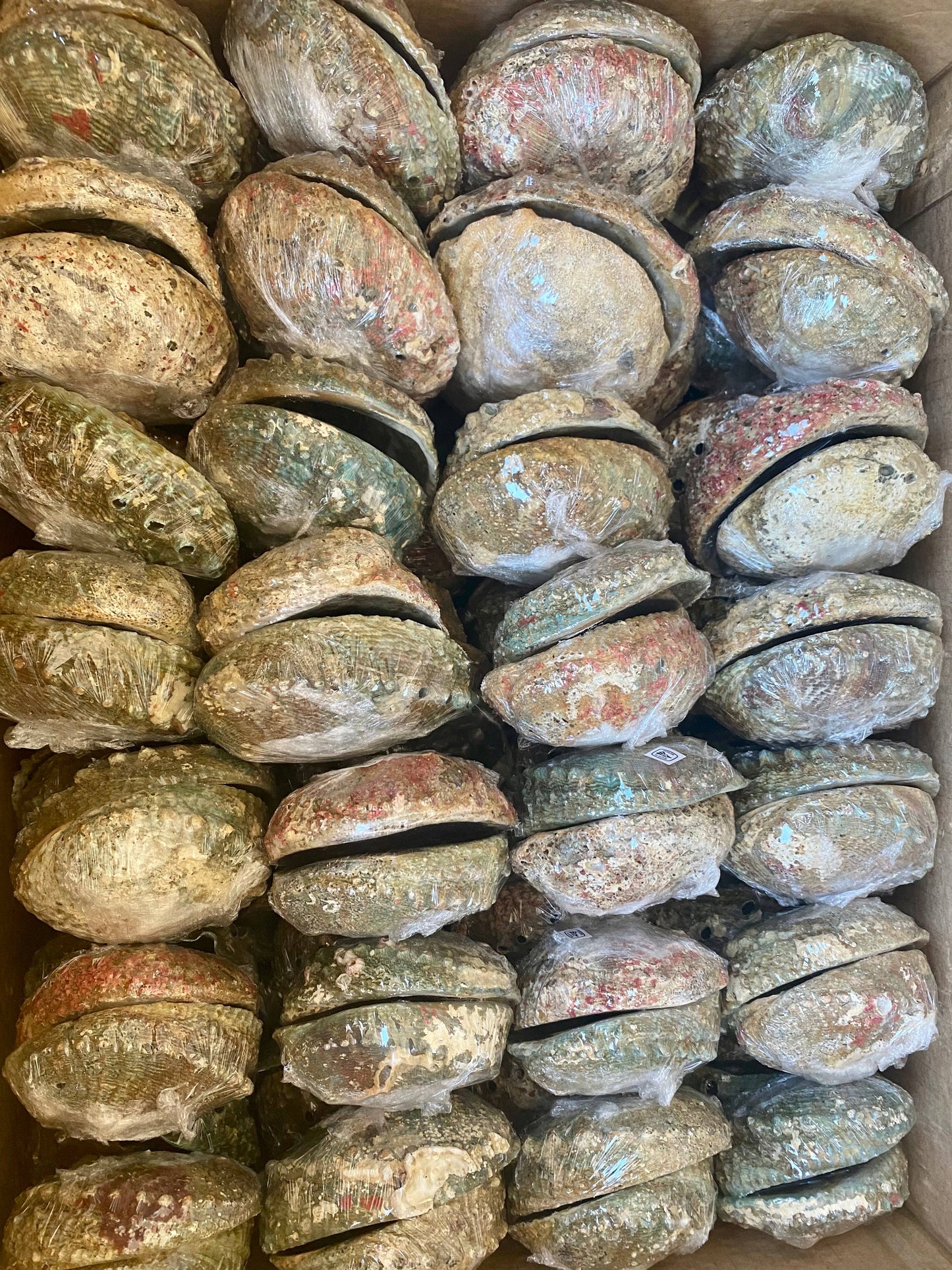 Abalone Shell Smudge Bowls (Medium)