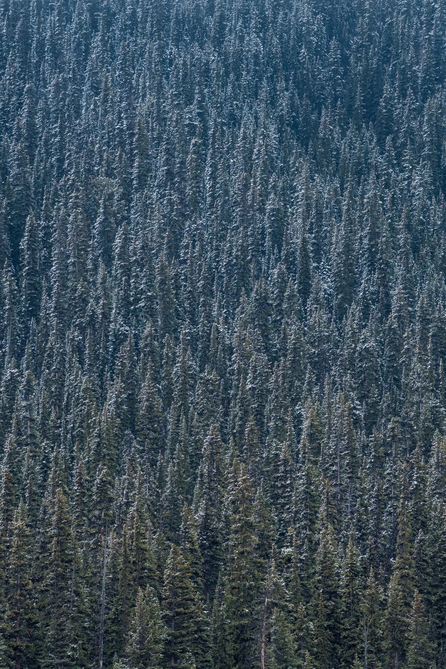 Colorado Blue Spruce