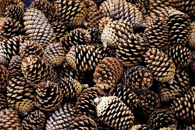 Roasted Pine Cone Fragrance Oil